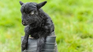 Ouessant Sheep  World’s Smallest Sheep Breed [upl. by Tebazile791]