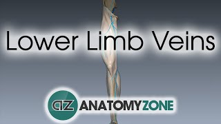 Lower Limb Veins Overview  3D Anatomy Tutorial [upl. by Otecina]