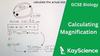 Calculating Magnification  GCSE Biology  kaysciencecom [upl. by Bigelow]