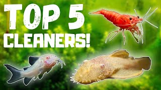 Top 5 BEST Fish Tank Cleaners [upl. by Ihskaneem]