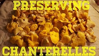 How to preserve Chanterelle Mushrooms [upl. by Chelsie]