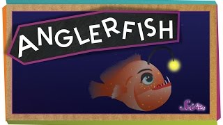 All About Anglerfish [upl. by Ahsilahk461]