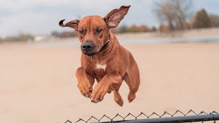 Rhodesian Ridgeback Lion Hunting Training [upl. by Terryn924]