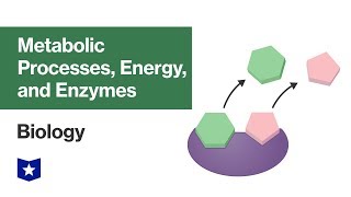 Metabolic Processes Energy and Enzymes  Biology [upl. by Mazlack17]