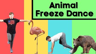 Animal Freeze Dance  Follow Along Activities for Kids [upl. by Nussbaum651]