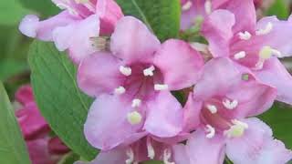 How to Prune Weigela [upl. by Ahsienahs]