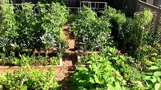 How to Grow a lot of Food in a Small Garden  9 EZ tips [upl. by Studnia]