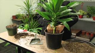 How to Plant Dracaena  Gardening amp Plant Care [upl. by Nnylkoorb]