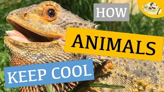 How Animals Keep Warm Cool Off and Stay Thermoregulated Endotherm vs Ectotherm  Meet my Zoo [upl. by Julita]