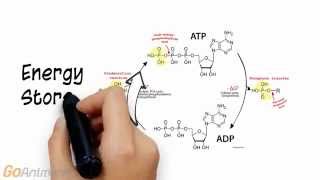 ATP Phosphocreatine System Overview V20 [upl. by Nwahsav]