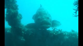 Goliath Grouper Fishing at Sebastian [upl. by Acissev433]