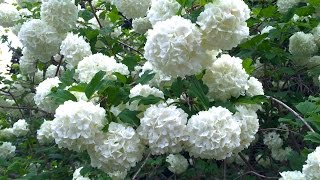 Viburnum opulus Roseum  Common Snowball [upl. by Lobell]