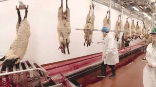 Video Tour of a Lamb Plant Featuring Temple Grandin [upl. by Eiznekcam]