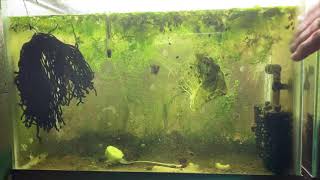 Scuds Daphnia Cherry Shrimp Copepods My aquatic food culture [upl. by Longtin297]