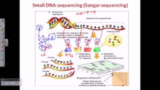 Sanger sequencing [upl. by Aleahpar]