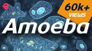 What is An Amoeba  Biology  Extraclasscom [upl. by Yemorej789]