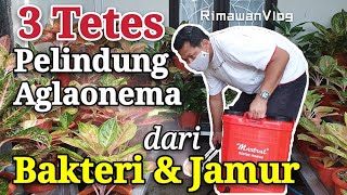 Eps 103 Bakterisida dan Fungisida Organik untuk Aglaonema  Rimawan Vlog [upl. by Tien]