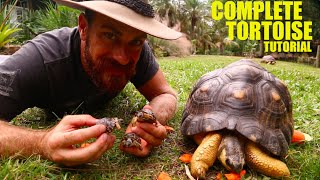 The Ultimate Radiated Tortoise Care Instructions [upl. by Landsman828]