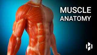 Anatomy of Human Muscles [upl. by Arun]