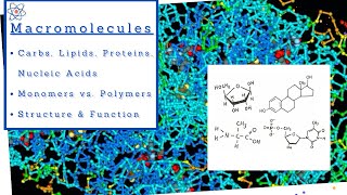 Biology 101 BSC1010 Chapter 5  The Structure and Function of Large Biological Molecules [upl. by Cerracchio]