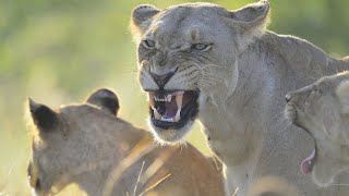 Wildlife  Lion Pride Wild Documentary 2020 Nat Geo HD 1080p [upl. by Dusty]