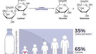 LACTOSE INTOLERANCE Everything You Need To Know Symptoms Cause Diagnosis Treatment Prevention [upl. by Josler114]