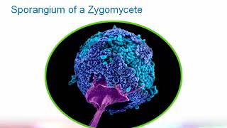 Introduction to Clinical Mycology Part 2 Hot Topic [upl. by Marijn]