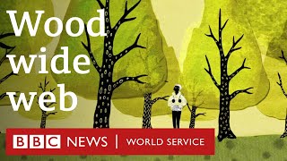 How trees secretly talk to each other  BBC World Service [upl. by Belvia365]