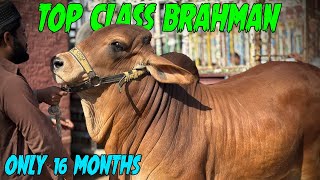 Kacha Kheera Brahman Bachra Meat Weight 11 Mun SSTvs [upl. by Braden]