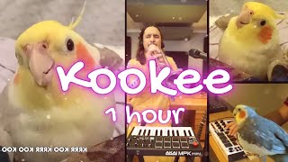 Kookee Kookee  Ginger the Cockatiel x The Kiffness  1 HOUR [upl. by Esylle911]