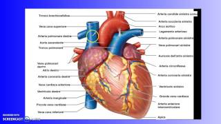 Apparato cardiocircolatorio seconda parte [upl. by Nilla271]