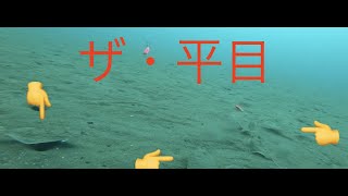 ヒラメ釣り参考映像。三角バケ釣り水中映像、平目が群がる！seeフィッシング [upl. by Harbert]