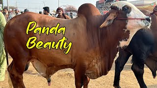 Multan Cow Mandi VIP Heavy Or Kheery Bachry SSTvs [upl. by Anidualc658]