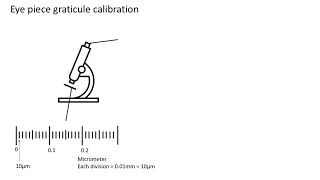 Eye piece graticule calibration A level biology AQA [upl. by Nies]