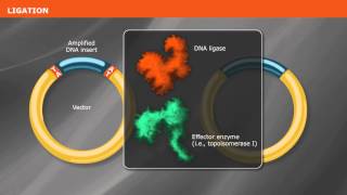 Overview of PCR Cloning [upl. by Snapp]