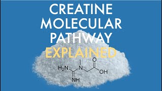 What is creatine and how does it work [upl. by Malvino646]