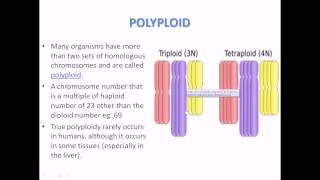 What is Polyploidy [upl. by Lipson]