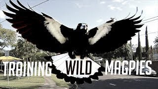 Training Australias Dangerous Magpies [upl. by Dlarej906]