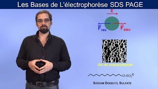 Lélectrophorèse SDS PAGE [upl. by Dunton303]