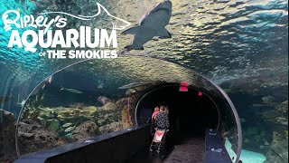 Ripleys Aquarium Of The Smokies Gatlinburg Tour amp Review with The Legend [upl. by Ierdna]