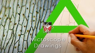 Microscope Drawings  Biology Alevel [upl. by Rafael758]