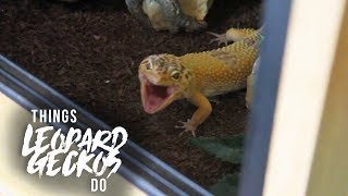 16 Things That Leopard Geckos Do [upl. by Annerb]