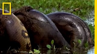 Anaconda vs Mammal  National Geographic [upl. by Ivey]