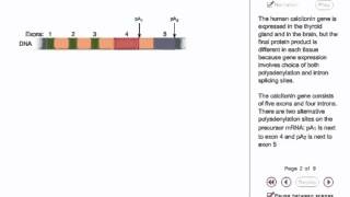 RNA Processing in eukaryotes Animation [upl. by Arihk]