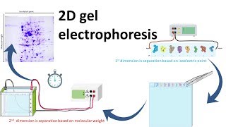 2D gel electrophoresis [upl. by Mars]