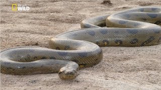 Green Anaconda National Geographic Documentary HD 2017 [upl. by Liddy]