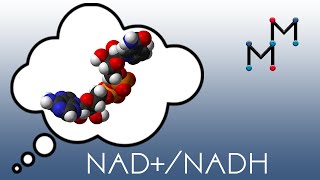 NADNADH Mechanism amp Coenzyme Chemistry [upl. by Ramoj]