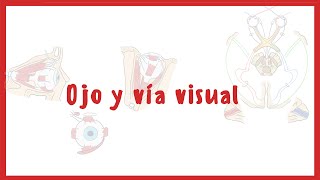 NEUROANATOMÍA  Anatomía del Ojo y la vía visual  Blasto Med [upl. by Krever]