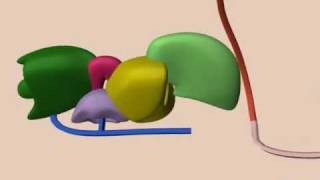 mRNA Splicing [upl. by Coniah]