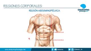 REGIONES CORPORALES  Resúmenes de Anatomía y Fisiología [upl. by Gil]